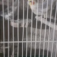 عروس و مرغ عشق