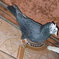 5 عدد کبوتر|پرنده|دهدشت, |دیوار