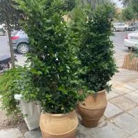 گل ، درختان زینتی، روف گاردن