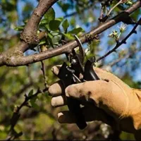 هرس کردن درخت