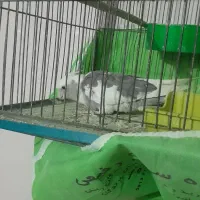 یک عددعروس هلندی با یه جفت مرغ عشق سالم سرحال|پرنده|خمینی‌شهر, |دیوار