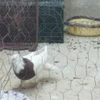 یه دسته کبوتر بی نقص خاص وارزون|پرنده|دهدشت, |دیوار