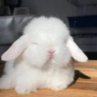 خرگوش( عکسو ببین حتما )