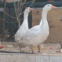 قو غاز|حیوانات مزرعه|گلبهار, شهر جدید گلبهار|دیوار