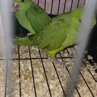 جوجه طوطی ملنگو