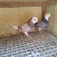 کفتر کبوتر|پرنده|مشکین‌دشت, |دیوار