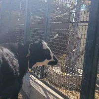 گوساله|حیوانات مزرعه|نظر کهریزی, |دیوار