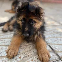 واگذاری توله ژرمن سه ماهه نر و ماده به خانواده|سگ|تبریز, |دیوار