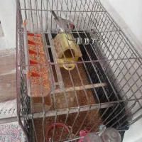 فنج نوک پرنگ