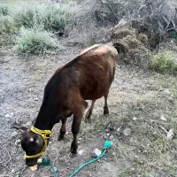 پرو اسراییلی وجلب جرسی