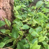 ویلایی-دوکله-شمالی-جنوبی-پردیس