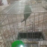 فروش شاه طوطی 9 ماهه بهترین  زمان برای اموزش|پرنده|بیرجند, |دیوار