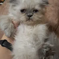 اسکاتیش پرشین بلو پوینت چشم ابی نر|گربه|تبریز, |دیوار