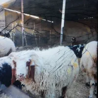 گوسفند دو تا نر چاق