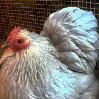 مولد کوشین رنگ های خاص کلکسیونی و جوجه