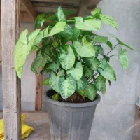 سینگینیوم گلدان پر