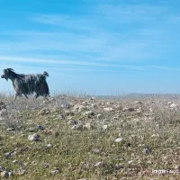 بزدرجه یک|حیوانات مزرعه|گتوند, |دیوار