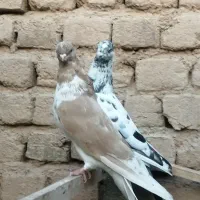 کبوتر|پرنده|بوئین زهرا, |دیوار