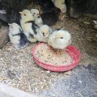 تخم مرغ گلین ریشو نطفه دار