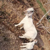 بز پاکستانی