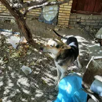 یک قلاده سگ ژرمن مالنیوز|سگ|یزد, |دیوار