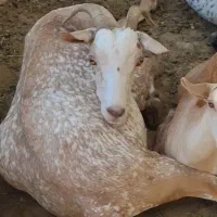 بز اصل صلاله وارداتی