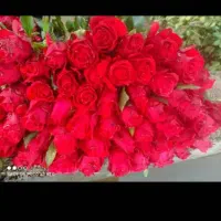 گل رز|گل و گیاه طبیعی|تهران, شهرک فردوس (حسینی)|دیوار