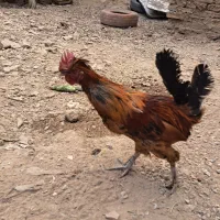 فروش خروس