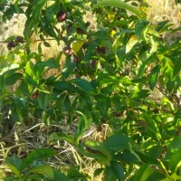 باغ 1500متری،معاوضه با خودرو|فروش زمین و ملک کلنگی|کارزان, |دیوار