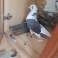 غریب رفته،محوطه اداره برق