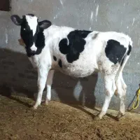 گاو