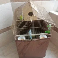 مرغ عشق به همراه لوازم کامل