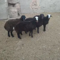 ۴ راس بره ماده