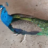 طاووس|پرنده|آران و بیدگل, |دیوار