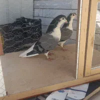 یک جفت بدرنگ