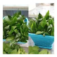 گل طبیعی|گل و گیاه طبیعی|شیراز, شهرک مدرس|دیوار