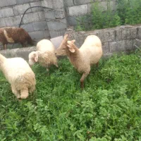 بره نر وگوسفند بره
