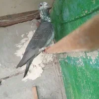 پرنده|پرنده|برازجان, |دیوار