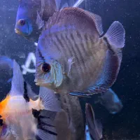 فروش ویژه دیسکس|ماهی|کرمان, |دیوار