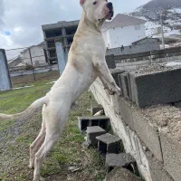 داگو آرژانتینو نر جهت کشش