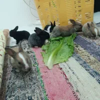 خرگوش|موش و خرگوش|مشهد, نظام دوست|دیوار