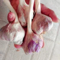 سیر محلی  ابدان