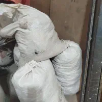 کبوتر پرشی جوجه رنگه کود فضله کبوتر