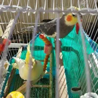 پرنده عروس جفت