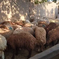 گوسفند زنده.|حیوانات مزرعه|تهران, یافت آباد جنوبی|دیوار