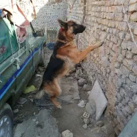 سگ ژرمن|سگ|چناران, |دیوار