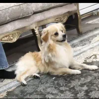 سگ پامر پاکوتا