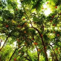 گروه ۵نفره واسه محصولات کشاورزی