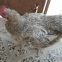 مرغ محلی/شم شم/