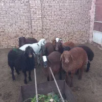 ۱۰راس بره نرموجود|حیوانات مزرعه|سبزوار, ابوریحان|دیوار